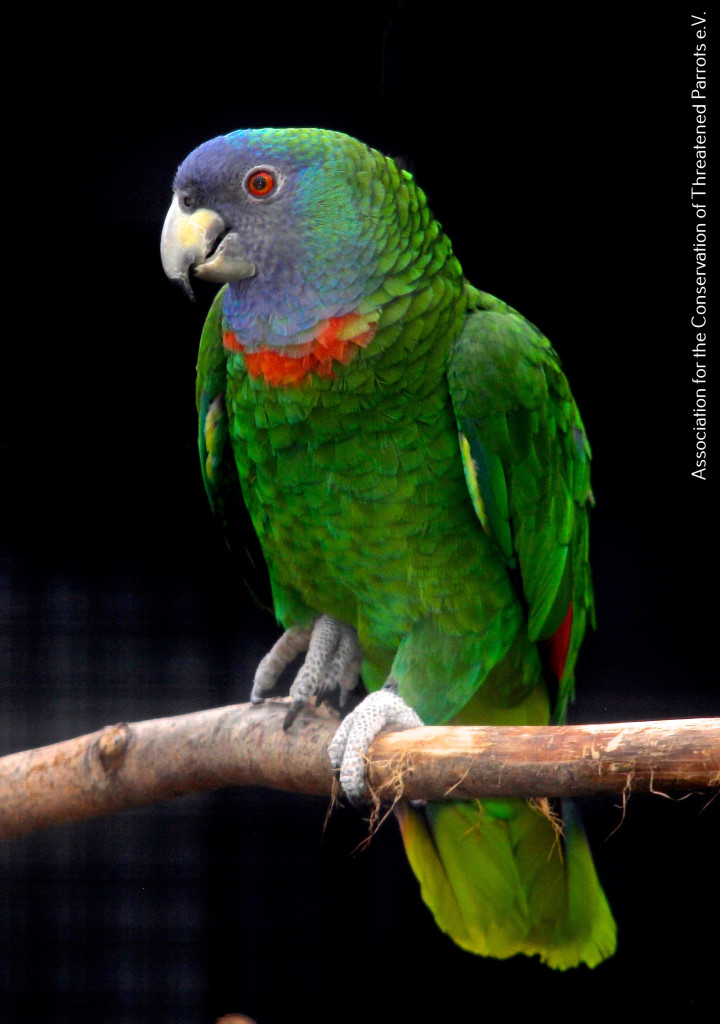 Red-necked Amazon at ACTP (4)